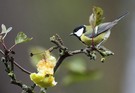 Allerweltsvogel im Anmarsch...