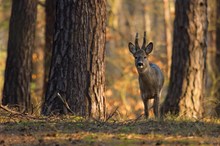 Im Kiefernwald