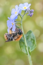 Mein Garten mit Wildbienen