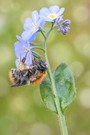 Mein Garten mit Wildbienen