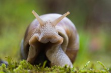 Weinbergschnecke