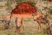 Rarität in Tsavo East