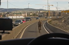 Elch verläuft sich in Oslo