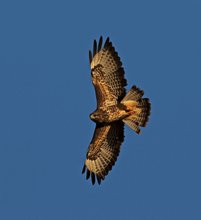 Bussard im Abendlicht