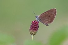 Dunkler Wiesenknopf-Ameisenbläuling