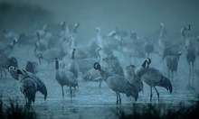 Morgentoilette bei den kranichen