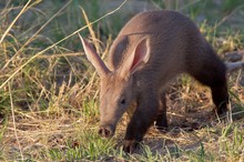 Junges Erdferkel