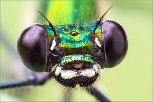 Gebänderte Prachtlibelle (Calopteryx splendens)