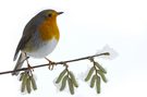 Der Frühling steckt schon in den Startlöchern
