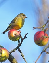 Noch ein "Apfelvogel" aus Vorpolen...