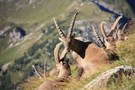 Alpensteinbock