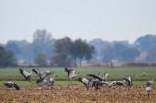 Streit in der Kranichgruppe