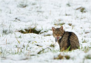 Die Katze lässt das Mausen nicht!