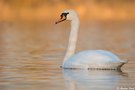 Höckerschwan (Cygnus olor)