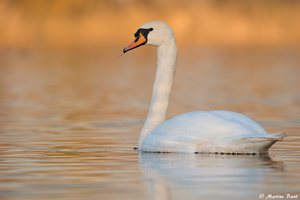 Höckerschwan (Cygnus olor)