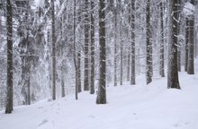 Winterwald