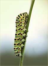 *Papilio machaon_Raupe*