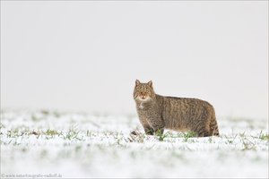 ~Ein grauer Wintertag~