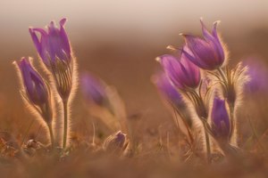 Wann wird wieder Frühling