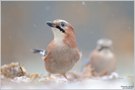 Eichelhäher (Garrulus glandarius)