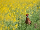 Fasan (Phasianus colchicus)