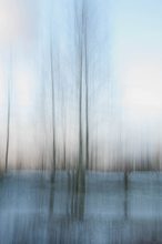 Birke im Winter