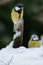 Zwei der gleichen Art.......