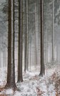 Winterwald