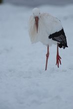 Schneestorch