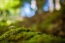 ° Lichtregen °