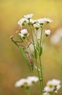 Europäische Gottesanbeterin (Mantis religiosa)