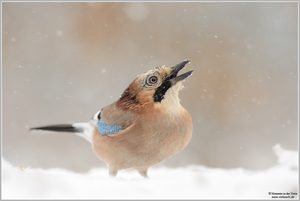 Eichelhäher (Garrulus glandarius)