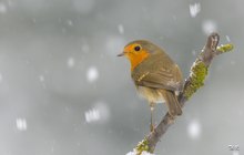 Im Schneegestöber