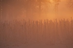 Sonnenblumen zum Sonnenaufgang