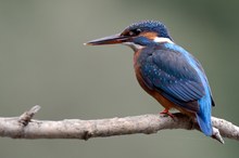 Alcedo atthis female