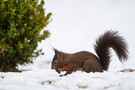 Eichhörnchen mit Haselnuss