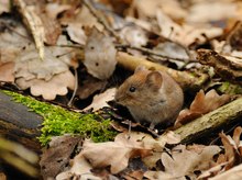 Kleine Maus vor ihrem Haus