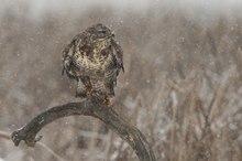 Bussard bei Schneefall