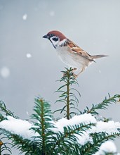 Noch eine "Eibenspitzen"-Aufnahme...