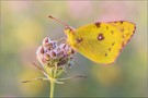 Postillon - (Colias croceus)