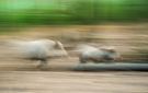Rasende Wildschweine
