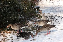 Winterliche Idylle im Park