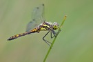 Sympetrum danae