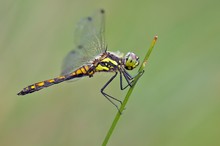 Sympetrum danae