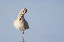 Curlew Sandpiper