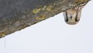 Falco...