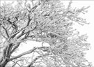 Schneeadern
