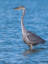 Graureiher (Ardea cinerea)