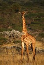 Massai-Giraffe in Südkenia