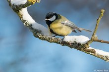 Kohlmeise (Parus major)